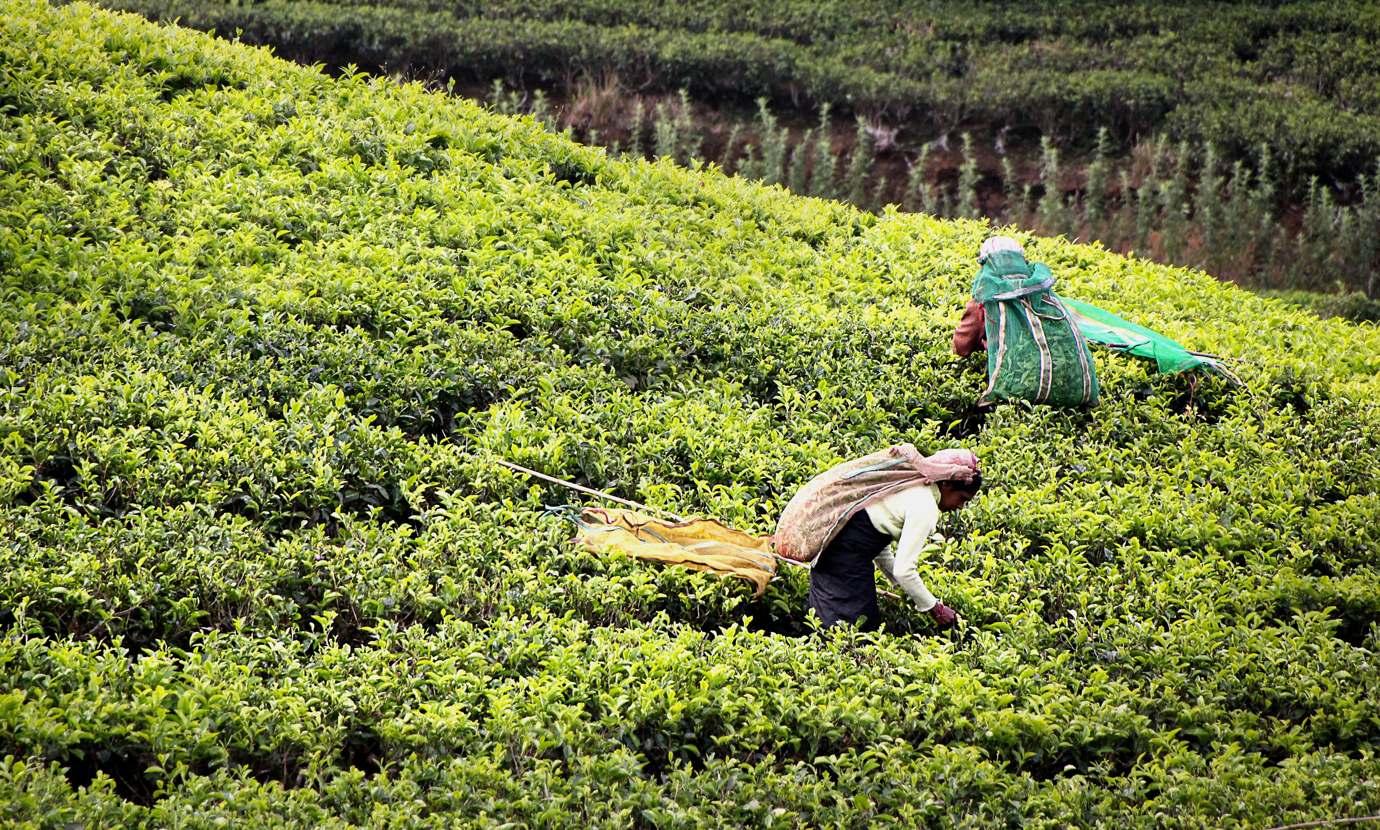 Piantagione di tè in Sri Lanka